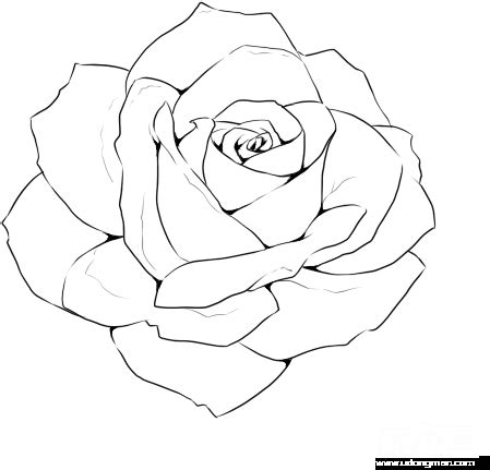 View and Download high-resolution Rose Line Drawing Template - Realistic Rose Outline Drawing ...