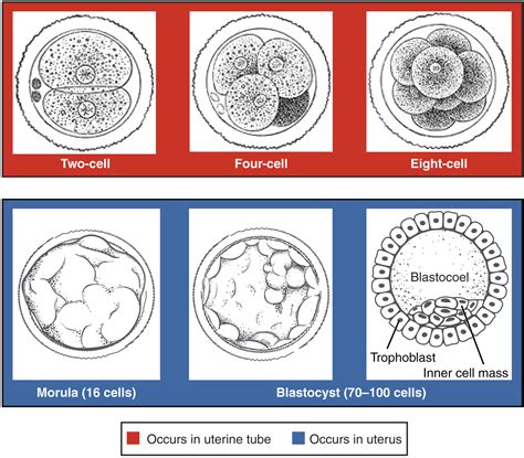 Signalling Pathways In Embryonic Development at Nicholas Morey blog