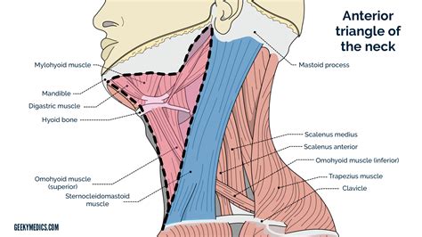 Neck Lump Examination - OSCE Guide | Geeky Medics