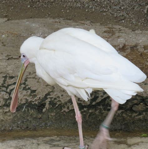 African spoonbill - ZooChat