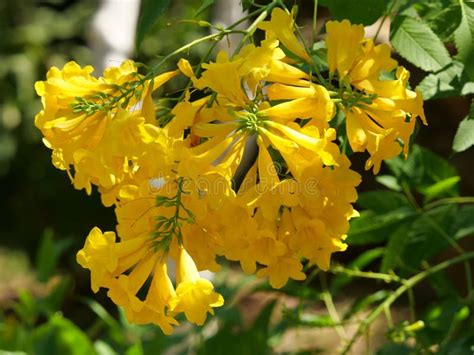 Tecoma Flowers with Green Leaves Stock Photo - Image of closeup, botany: 184406924