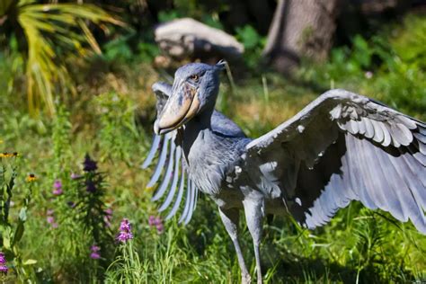 Cigüeña pico de zapato: Todo lo que te interesa saber de estas aves.