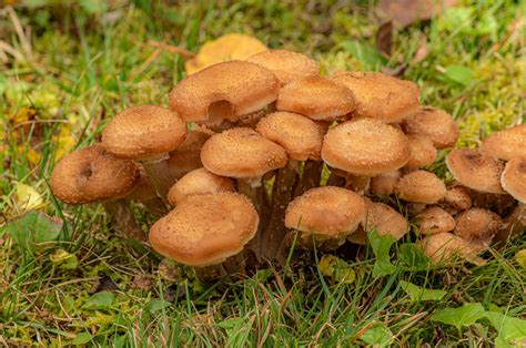 Honey Mushroom time (mushroom identification) - Holarctic bridge