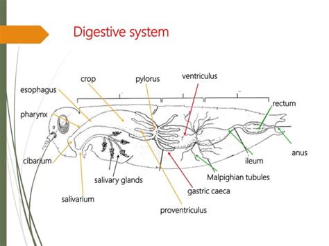 Insect digestive system