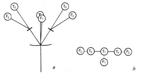 Inflorescence Structure - Gesneriad Reference Web