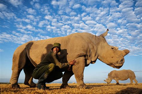 Rangers Protect The Last Remaining Male Northern White Rhino In The ...