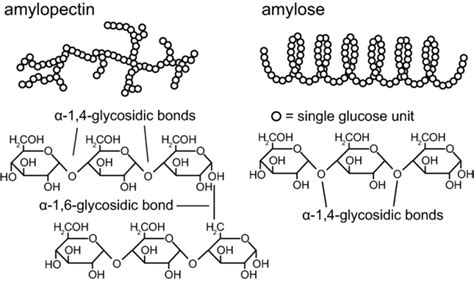 Starch Hydrolysis Test: Principle, Procedure, Results • Microbe Online