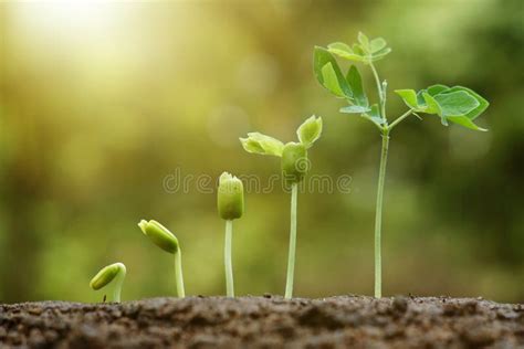 Baby plants seedling stock photo. Image of ecology, germination - 65527174