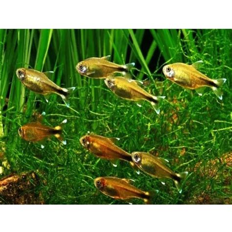 SILVER TIP BONUS TETRA FISH | eACH