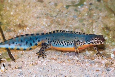 Colorful and elegant, the alpine newt (Ichthyosaura [Mesotriton ...