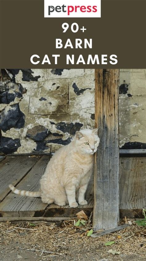 90+ Barn Cat Names For Both Male And Female Feline Friend