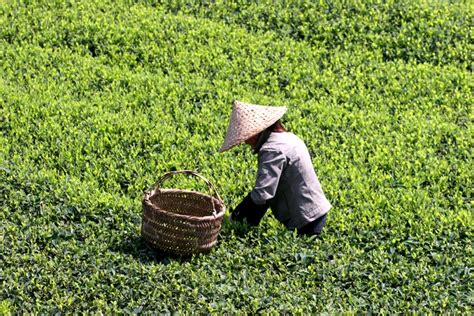 Tea leaves ready for harvesting are yellow-green – Discovering Tea