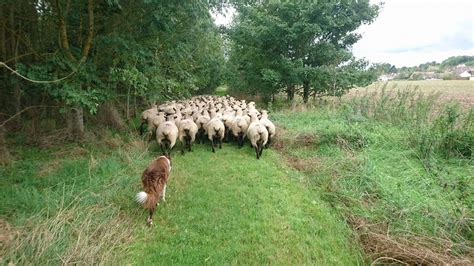 Border collie in training, day 3 - YouTube