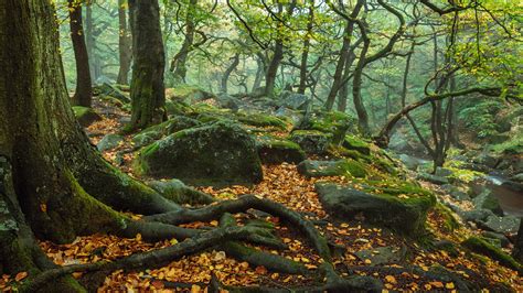 England Forest National Park Trees With Roots Stone And Moss During Fall 4K HD Nature Wallpapers ...