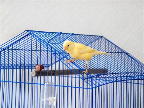 Premium Photo | Bright yellow canary poses on a blue cage cage on a ...