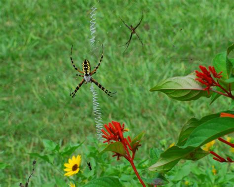 The Yellow Garden Spider ("Argiope aurantia") - Owlcation