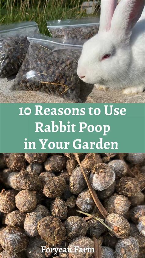 10 Reasons To Use Rabbit Poop in Your Garden | Pet bunny rabbits, Bunny cages, Pet bunny