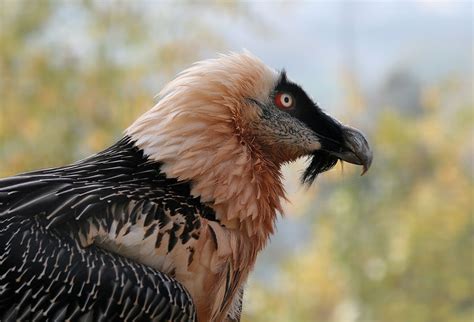 Alpine Wildlife Notes: Bearded Vulture – Gypaetus Barbatus