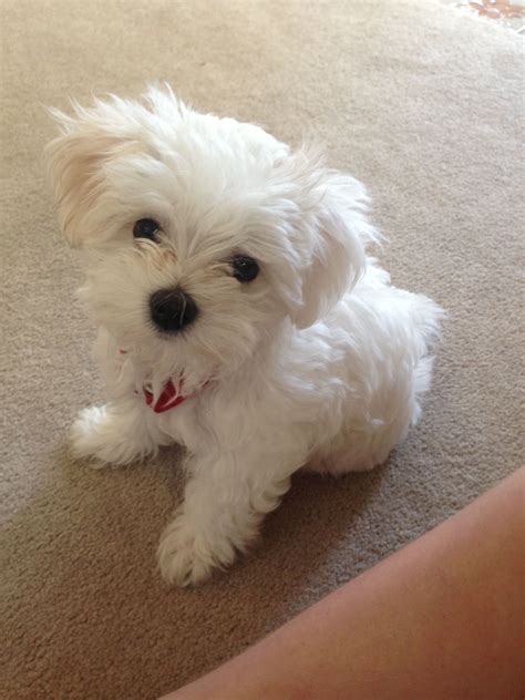 Fluffy … | Maltese yorkie puppy, Maltese dogs, Maltese puppy