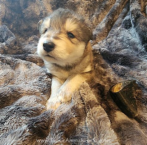 Wolfdog puppies for Sale