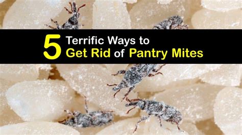 Eliminating Pantry Mites - Tricks for Getting Rid of Pantry Mites