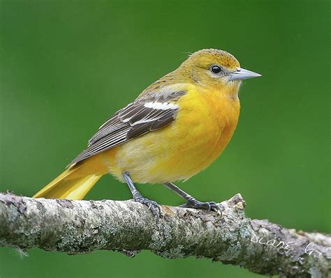 Top 97+ Pictures Pictures Of Orioles The Bird Full HD, 2k, 4k