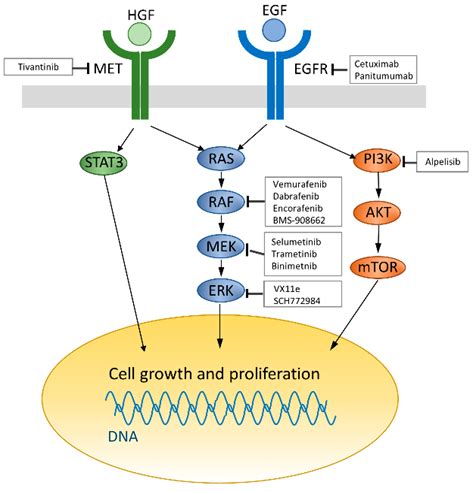 IJMS | Free Full-Text | Recent Advances in Targeting the EGFR Signaling Pathway for the ...