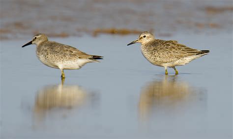 Red Knot Identification & Photos - Shanghai Birding 上海观鸟