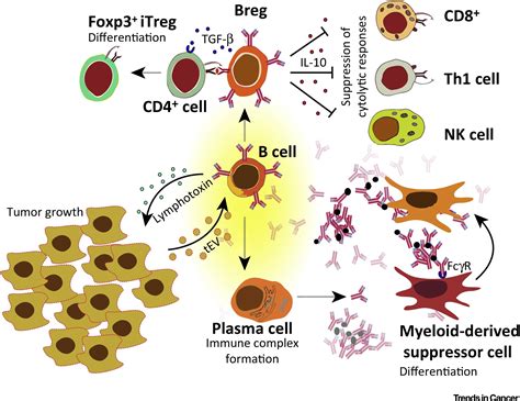 B Lymphocytes and Cancer: A Love–Hate Relationship: Trends in Cancer