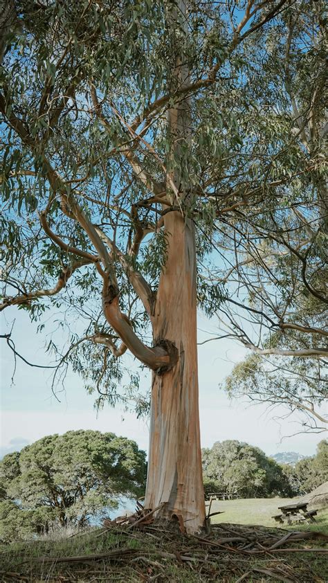 Eucalyptus Tree Pictures | Download Free Images on Unsplash