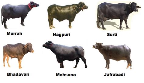 Trick to remember Buffalo Breeds | GK-Tricks.com