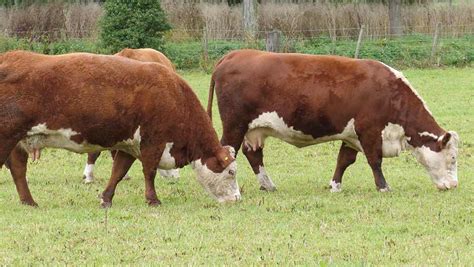 How a Hereford breeder is increasing cow efficiency - Farmers Weekly