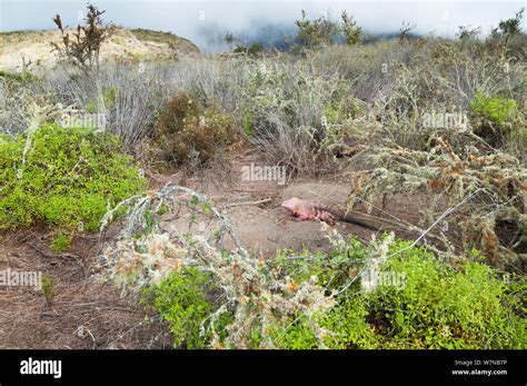 Pink iguana (Conolophus marthae) in dry habitat on caldera rim, Wolf ...