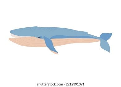 Whale Vector Icon White Background Stock Vector (Royalty Free ...