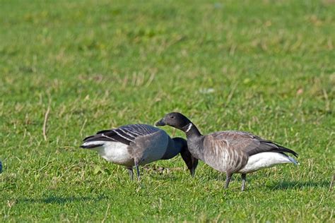 Bird Goose Brent Migratory - Free photo on Pixabay - Pixabay