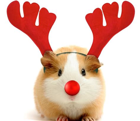 CUTE-CHRISTMAS-HAMSTER | Jarrobs