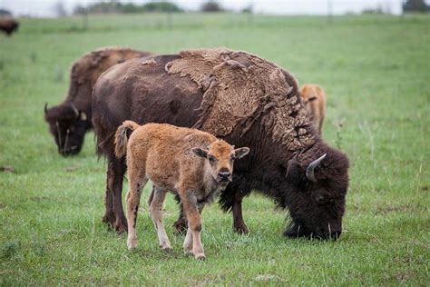 Genome biobank to help revive North American bison population - SaskToday.ca