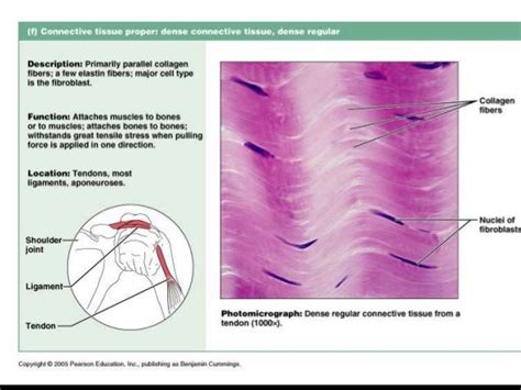 Connective tissues