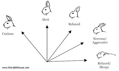 How to Deal with an Agressive Rabbit: A Begginers Guide : r/Rabbits