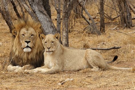 Kruger National Park Animals