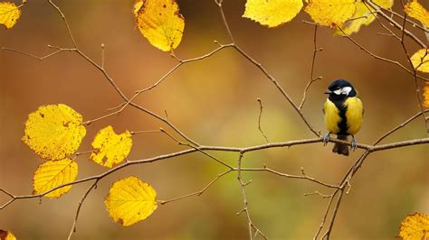 Autumn Beautiful Bird Wallpapers - Top Free Autumn Beautiful Bird ...