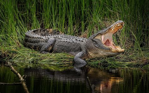 2K free download | Alligator, predator, crocodile, lake, HD wallpaper ...