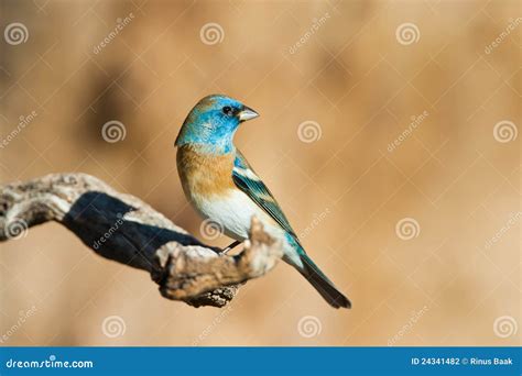 Male Lazuli Bunting stock photo. Image of lazuli, male - 24341482