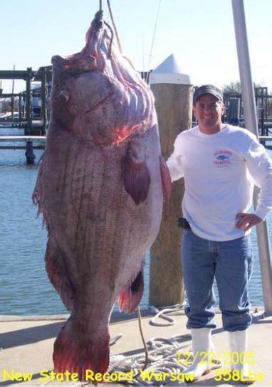 International Fishing News: USA: giant warsaw grouper of 358 pound