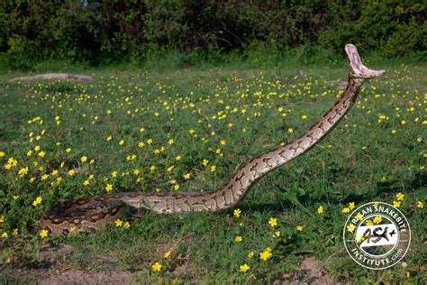 Southern African Python - African Snakebite Institute