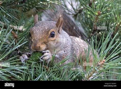 Squirrel in Pine Tree - campestre.al.gov.br