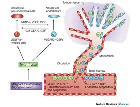 Haematopoietic stem, progenitors and precursor cells co-mobilize with... | Download Scientific ...