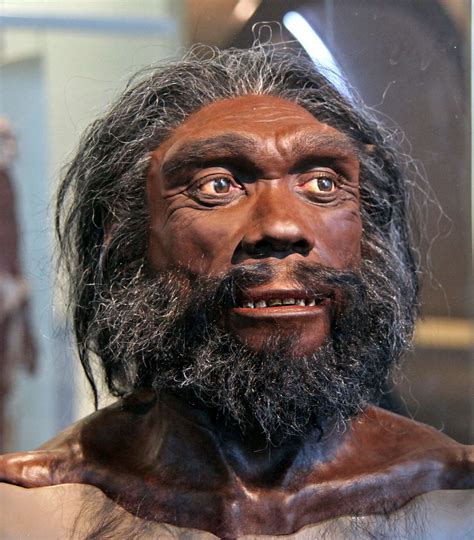 Homo heidelbergensis