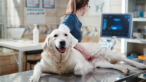 Pet Ultrasound In Greensboro, NC 27409 | Bel-Aire Veterinary Hospital