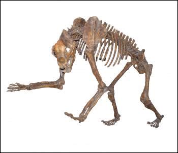 Short-faced Bear | Explore the Ice Age Midwest